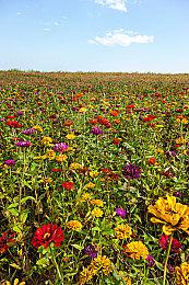 《龙之信条2》后Capcom可能会推出更多70美元定价的游戏